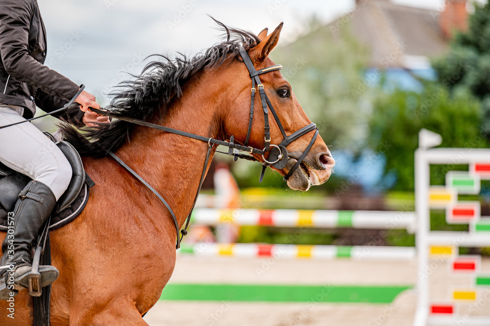 Fototapeta premium Detail of horse from showjumping competition.