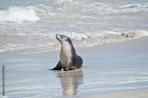 the female sea lion is walking at Seal Bay