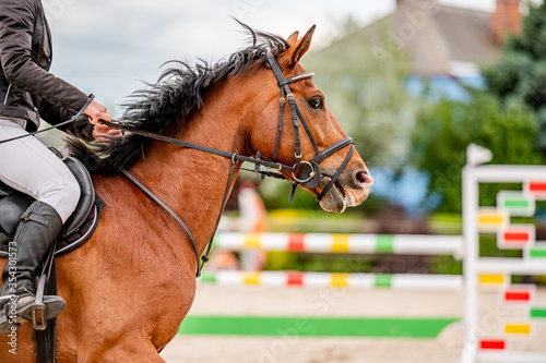 Detail of horse from showjumping competition. © Eliška
