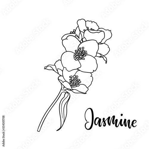 black and white branch flower jasmine outline isolated on background with word jasmine. Hand-draw contour line and strokes branch flowers. Design element for greeting card and invitation