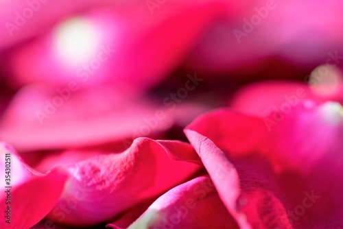 pink rose petals closeup