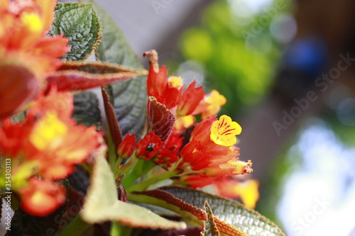 Sunset Bells  Black Flamingo  Chrysothemis  Copper Leaf. Sunset Bells is an interesting plant from the Caribbean. Yellow flowers with bright orange sepal cups form a colorful ground cover.