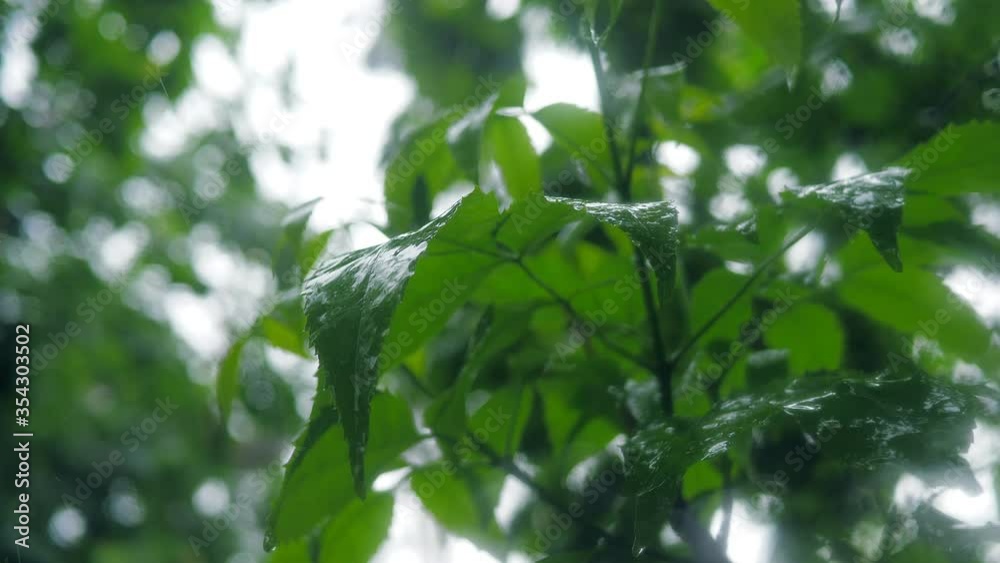 Rain forest nature world weather storm wood green Rain forest nature world weather storm wood green