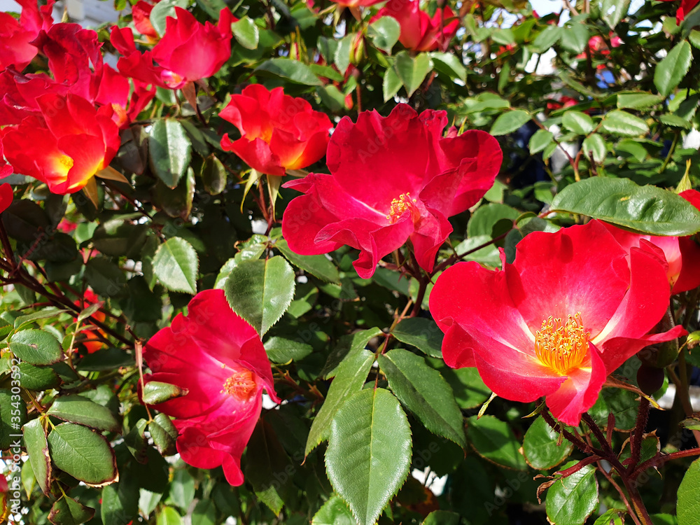 Red roses on a bush on a sunny, spring day.