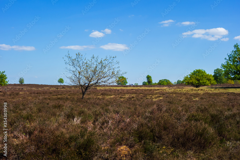 View on a moor with oak trees near Ermelo, Netherlands
