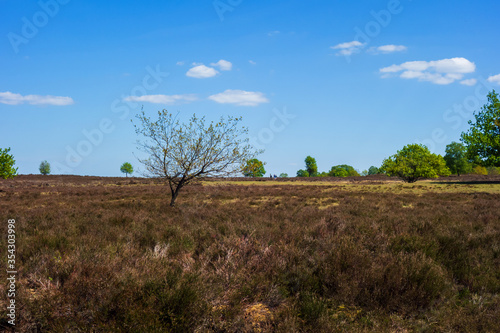 View on a moor with oak trees near Ermelo  Netherlands 