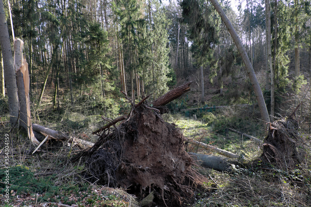 Entwurzelter Baum nach Sturm im Westerwald in Rheinland-Pfalz - Stockfoto