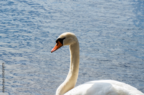 Close up of a white swan
