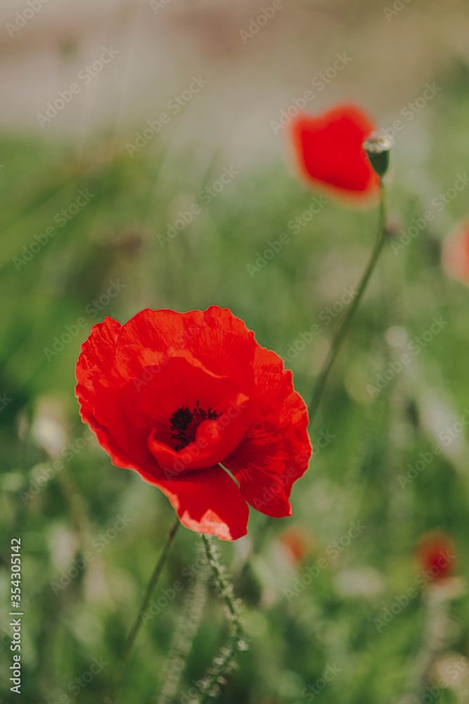 Obraz premium Closeup of an isolated red poppy flower 