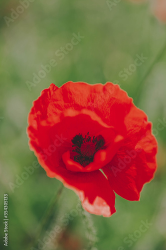 Closeup of an isolated red poppy flower 