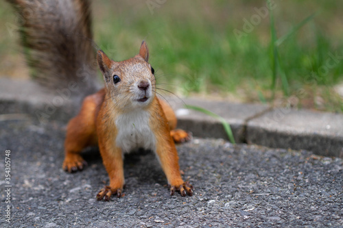 Red squirrel on the asphalt track.