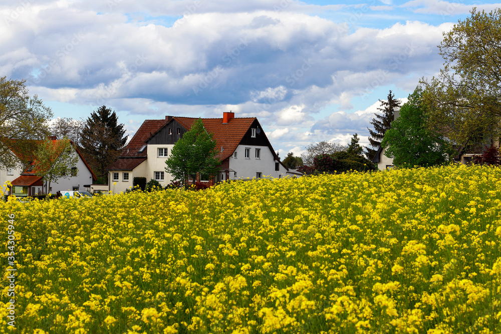 Yellow blooming rapeseed field on a sunny spring day with beautiful clouds and buildings Yellow blooming rapeseed field on a sunny spring day with beautiful clouds and buildings