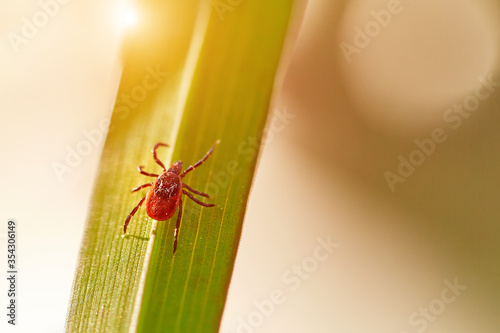 An ixodic parasite mite is sitting on the green grass. The danger from the bite of a tick encephalitis and other dangerous diseases photo