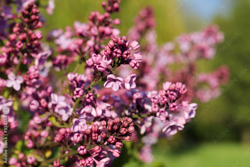 Spring branch of blossoming lilac close up Spring branch of blossoming lilac close up