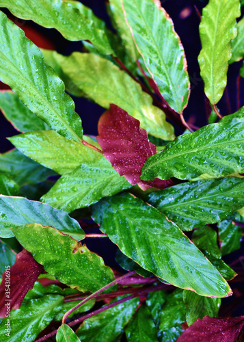 Colorful leaves of Calathea a Redbeard (Calathea rufibarba). close-up. Plants from the Tropics of South America.