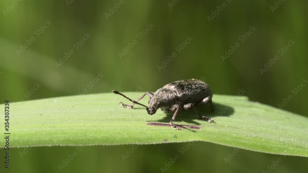 Macro shot of a weevil beetle on a green blade of grass preparing to take off. Macro shot of a weevil beetle on a green blade of grass preparing to take off.
