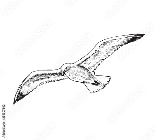 Flying Seagulls Hand Drawing