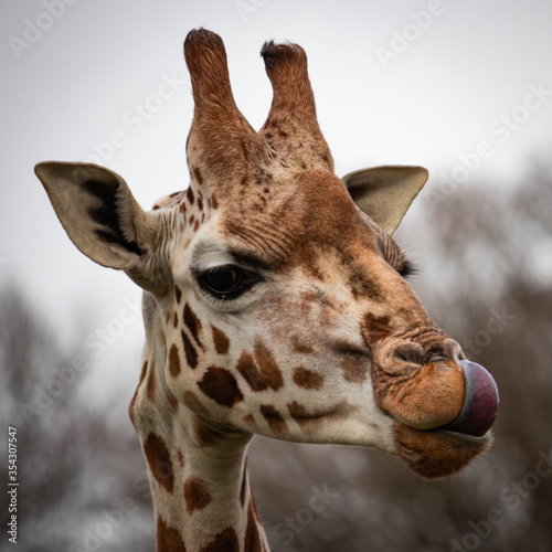 Fototapeta Naklejka Na Ścianę i Meble -  close up of giraffe head