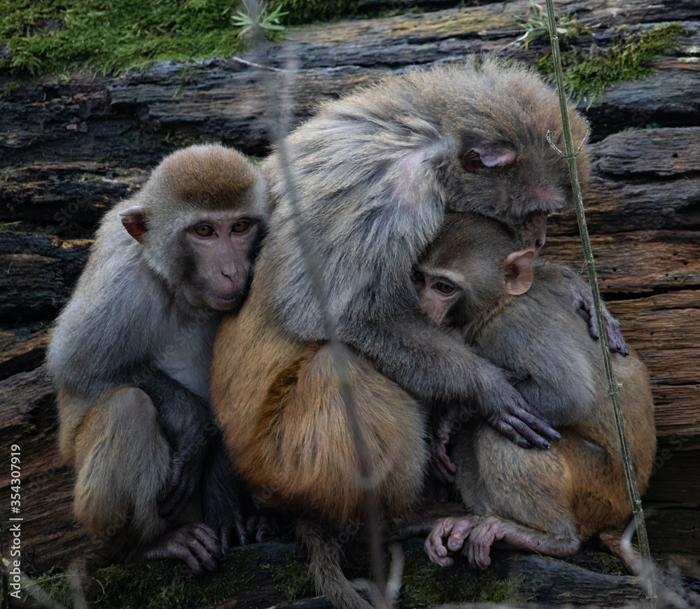 Fototapeta premium mother and baby monkey