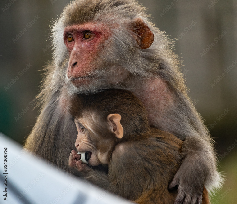 Fototapeta premium mother and baby monkey
