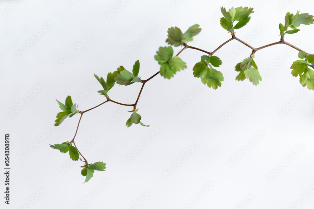 Naklejka premium A branch with green leaves on a white background. Zigzag natural shape.a curved, angular branch with green leaves