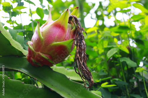 Growing Dragon Fruit, often red colored fruit with prominent scales.. Indonesia, May 2020