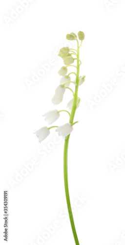 Beautiful lily of the valley isolated on white