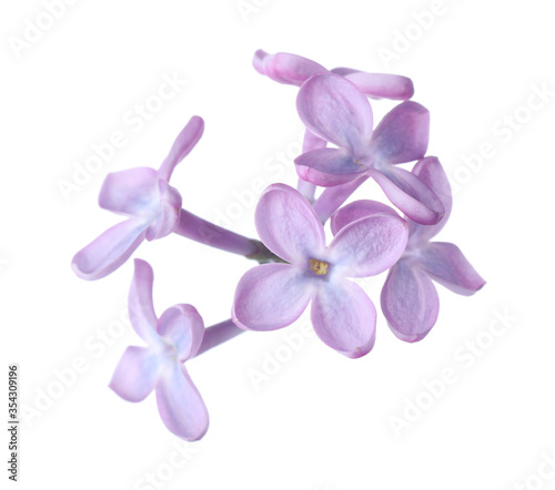 Beautiful violet lilac blossom isolated on white