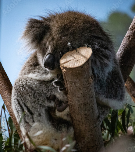Photography koala in tree