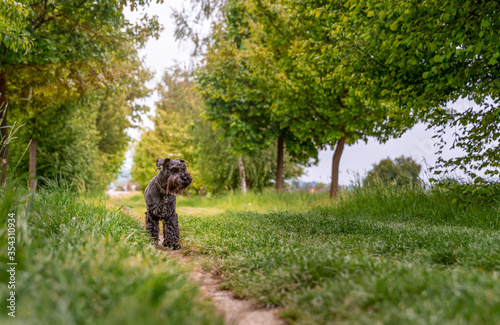 black dog running down the trail, summertime © edojob