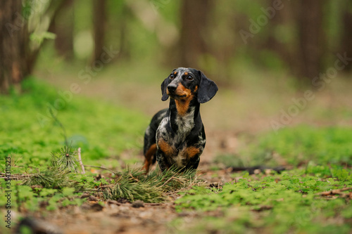 Black marble dachshund on a background of blurry summer or spring forest close-up. dog stands on a path in the forest among green grass. National Dog Day
