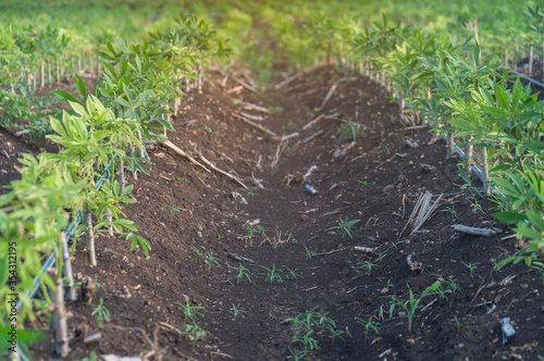 Cassava plantation is a commercial economic crop.