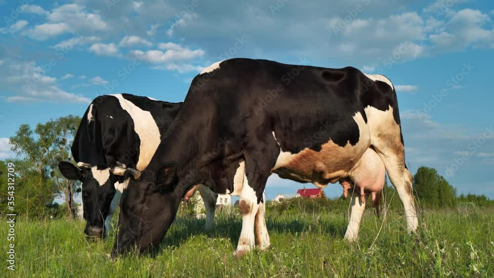 Slow Motion Milk cows on beautiful meadow Slow Motion Milk cows on beautiful meadow
