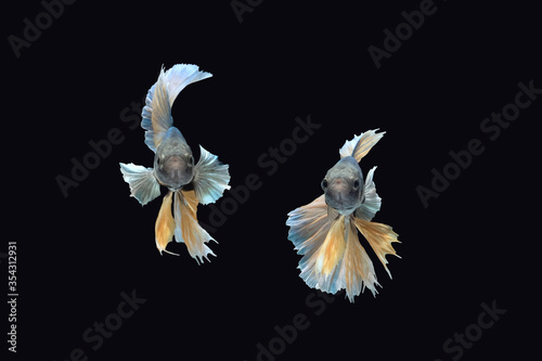 Front face / view angle of two pineapple blue yellow halfmoon betta siamense fighting fish isolated on black color background