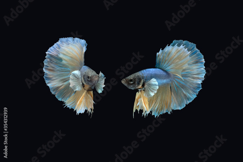 Two dancing blue yellow halfmoon betta siamense fighting fish isolated on black color background