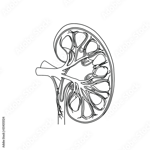 Vector, anatomical Kidney. Realistic, outline illustration isolated on white background. Vector medical Kidney logo.
