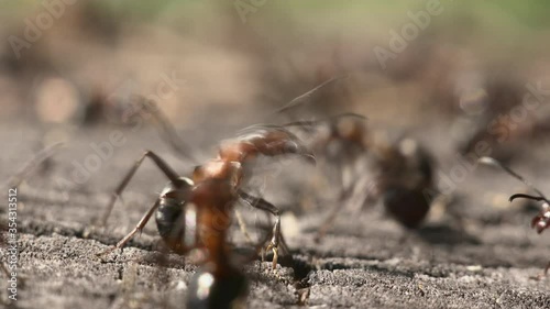 Macro shot of wood ants on an old stump.