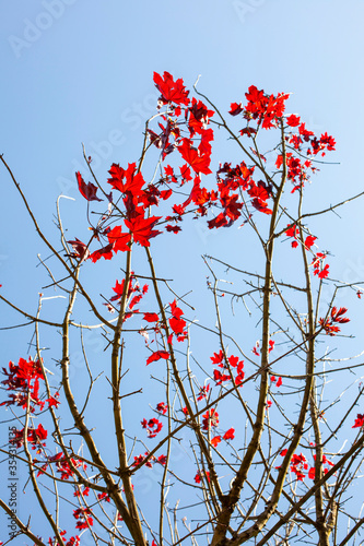 Tree branches with red leaves with the sun behind and blue sky