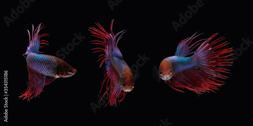 Three dancing crown tail betta siamense fighting fish photo collage isolated on black color background photo