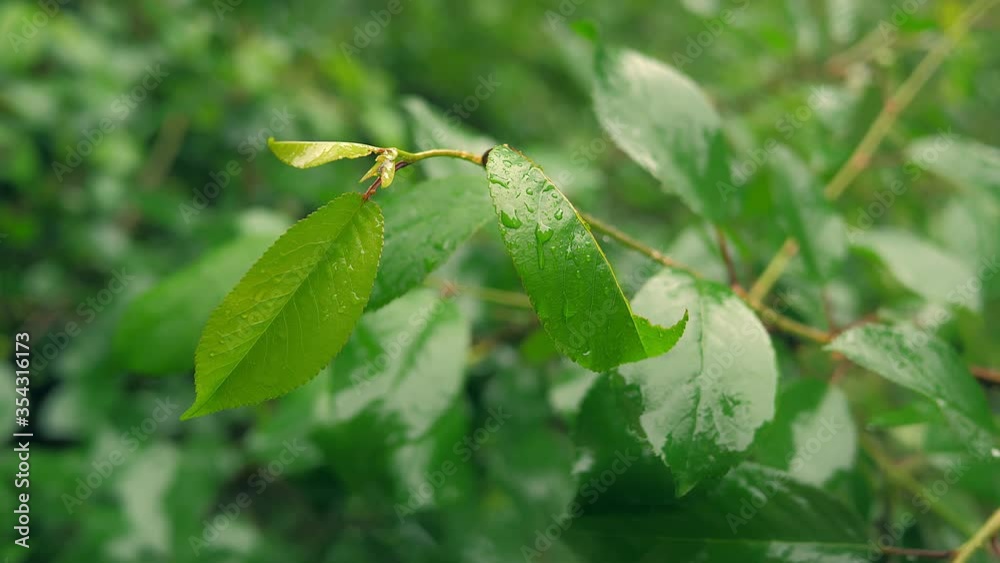 Rain forest nature world weather storm wood green Rain forest nature world weather storm wood green