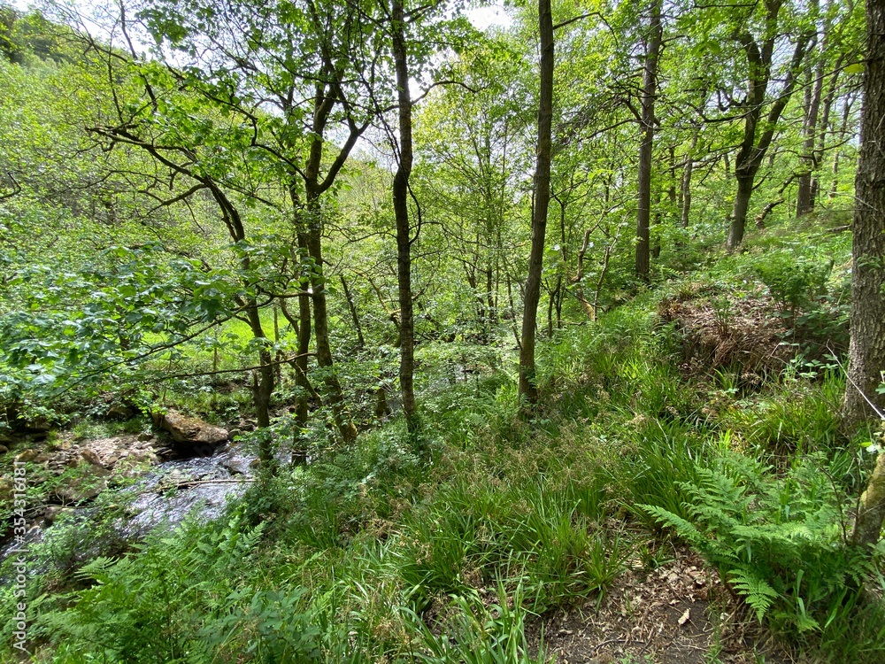 Stream in the forest, with old trees, foliage and wild plants in, Shibden Valley, Halifax, UK