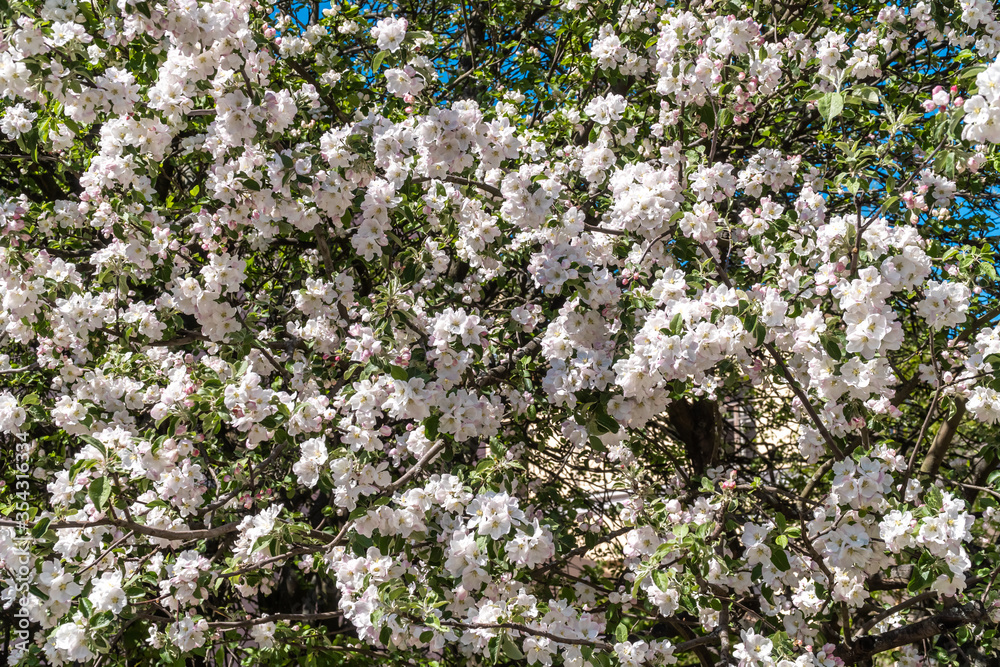 At the end of may, Apple trees bloomed in the city courtyards of Kronstadt with bright white flowers. At the end of may, Apple trees bloomed in the city courtyards of Kronstadt with bright white flowers.