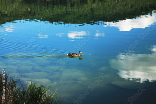 Mallard duck floats on water on background of reflection of sky and clouds.