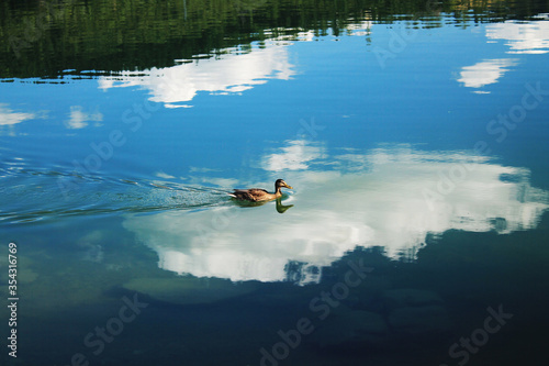 Mallard duck floats on water on background of reflection of sky and clouds.