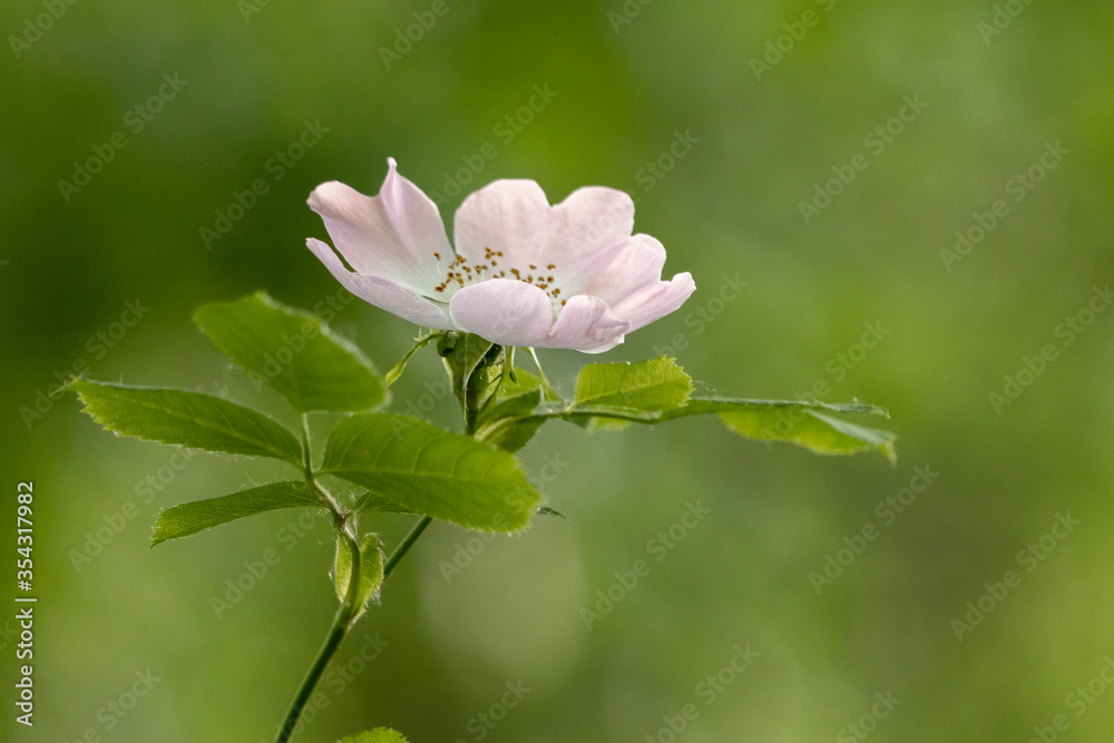 Wild pink Dog Rose (Rosa canina) flowering in springtime Wild pink Dog Rose (Rosa canina) flowering in springtime