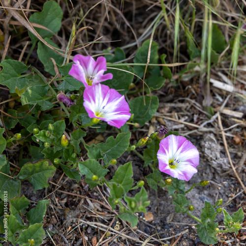 Field Bindweed ( Convolvulus arvensis ) flowering by a roadside near Ardingly photo