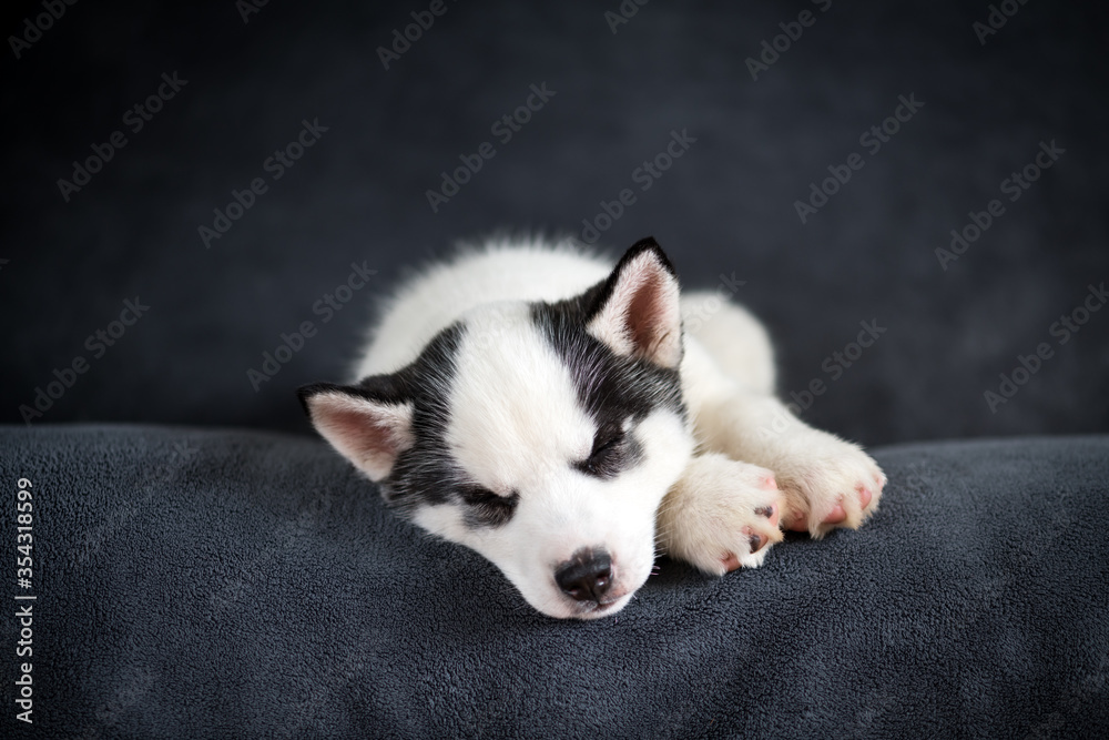 A small white dog puppy breed siberian husky with beautiful blue eyes sleep on grey carpet. Dogs and pet photography A small white dog puppy breed siberian husky with beautiful blue eyes sleep on grey carpet. Dogs and pet photography