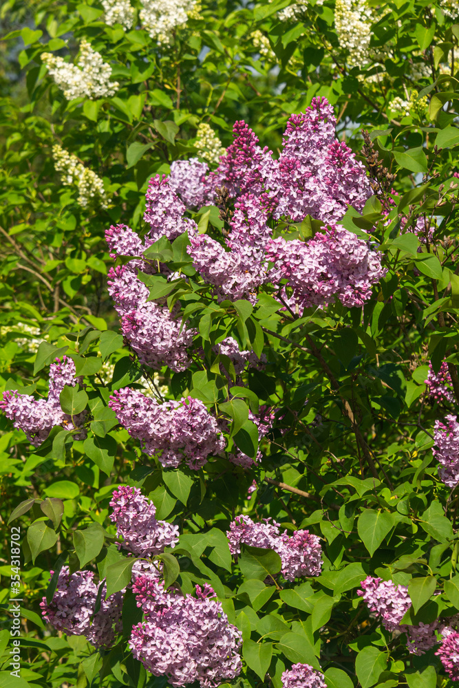 Lilac. Spring flowering lilac. natural spring background. Lilac. Spring flowering lilac. natural spring background.