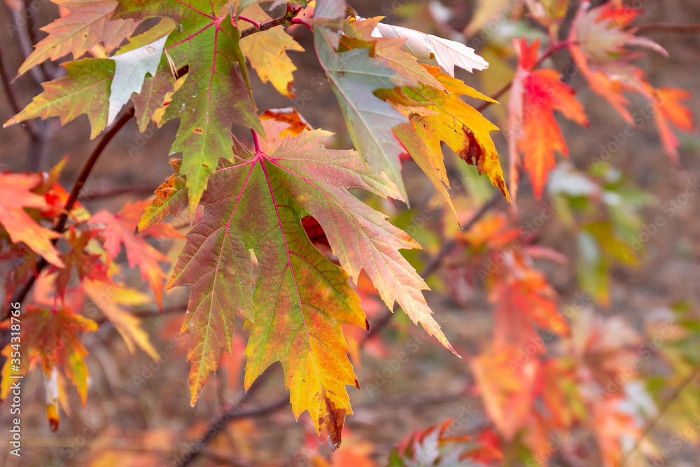 Beautiful tree branch background. Colorful autumn season maple leaves. Beautiful tree branch background. Colorful autumn season maple leaves.