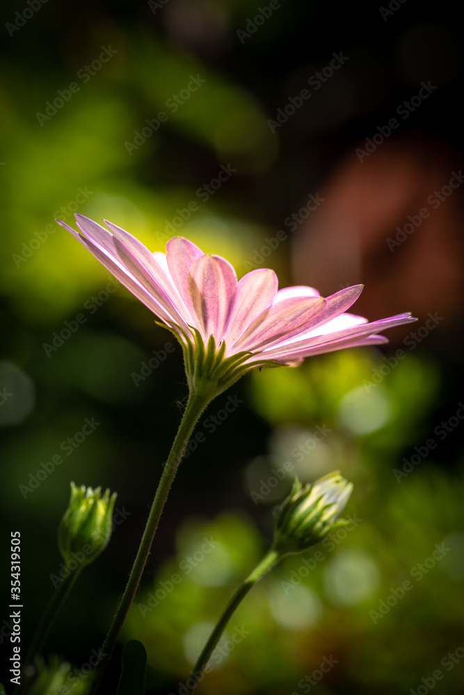 pink daisy flower